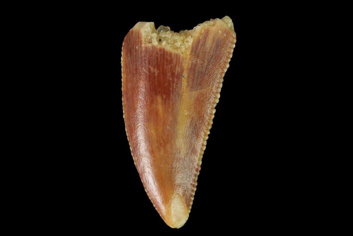 Serrated, Raptor Tooth - Real Dinosaur Tooth #142598